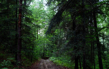 Droga leśna w wieczornym lesie jest tajemnicza i ma swój klimat