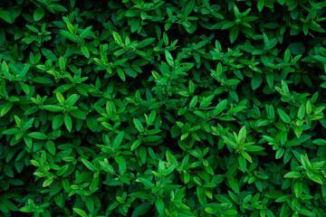 Full Frame Background of Lush Green Leaves