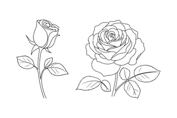 Elegant line drawing of two roses one budding one blooming