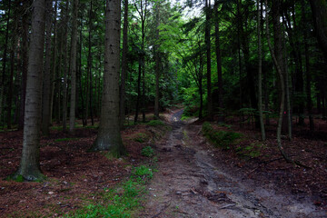 Droga leśna w wieczornym lesie jest tajemnicza i ma swój klimat