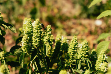 basil blooms glowing, orange sunlight highlights aromatic basil flower clusters above foliage