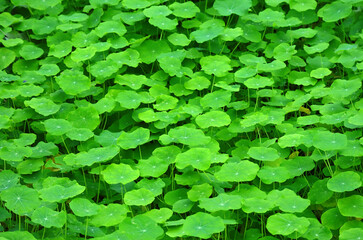 Fresh Indian Cress Monk Cress