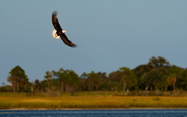 Eagle in flight before sunset