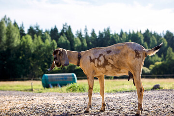 Portrait of brown Nubian goat with long ears, looking at camera. Close-up wildlife concept.