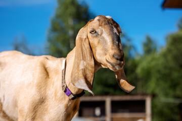 Portrait of brown Nubian goat with long ears, looking at camera. Close-up wildlife concept.