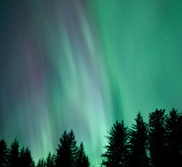 Aurora Borealis Northern Lights with spruce trees in Southeast Alaska