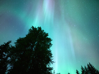 Aurora Borealis Northern Lights in Southeast Alaska with silhouetted cottonwood trees.