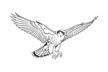 Detailed sketch of a majestic bird of prey in flight