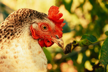 feathered bird overview, closeup of hen showcasing detailed feathers and alert expression in natural setting