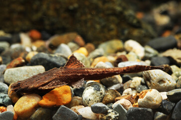 Exotic fish Banjo Catfish (Bunocephalus coracoideus)