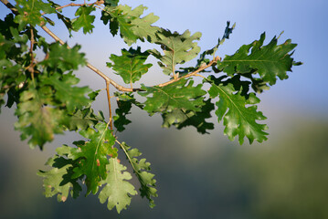 Green oak leaves on branch in sunlight © Pasquale