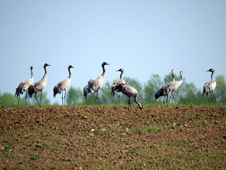 Żurawie (Gruidae) na przedwiosennych polach. © JDziedzic