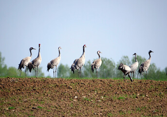 Żurawie (Gruidae) na przedwiosennych polach. © JDziedzic