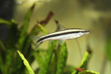 Pogo Characin tetra (Parodon pongoensis) rare aquarium fish from south america