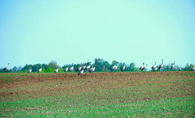 Żurawie (Gruidae) na przedwiosennych polach. © JDziedzic