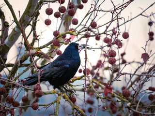 bird on a branch