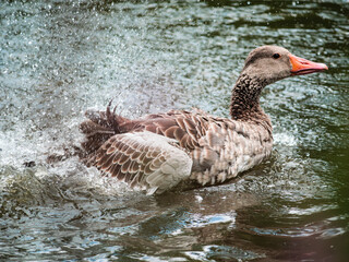 duck on the water