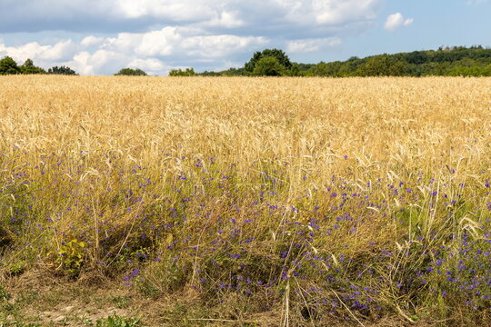 Golden wheat field with wildflowers under cloudy sky