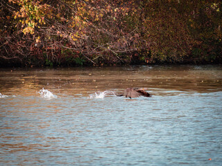 Fototapeta premium Kormoran on the river