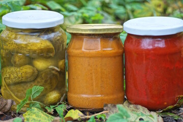 Three sealed glass jars of preserved green cucumbers and peppers in tomato juice stand on the ground in the grass in a summer garden