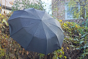 One black open umbrella hanging on the branches of a bush in an autumn park