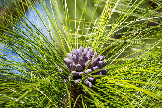 Longleaf Pine Leaves and Cones (pollen cone)