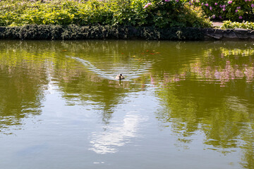 Duck swimming on tranquil pond with garden reflection