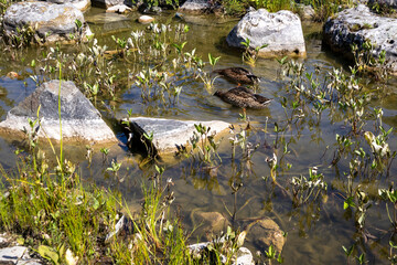 Wild ducks swimming in a rocky shallow pond
