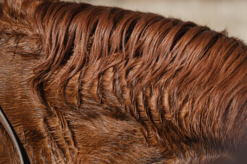 Wavy mane hair of sweaty horse after work on ranch closeup. © ccestep8