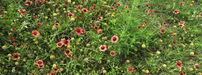 Wildflowers banner in Texas spring season landscape with freewheel flowers.