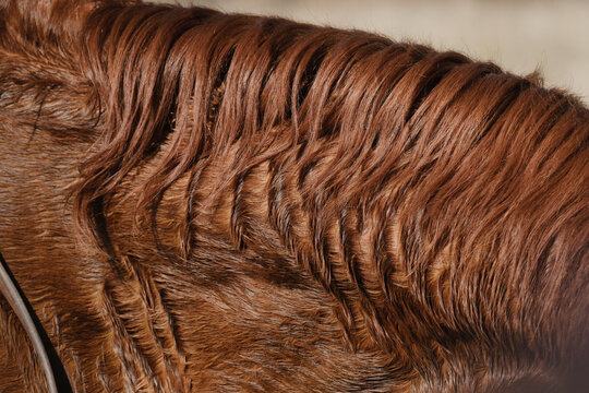 Wavy mane hair of sweaty horse after work on ranch closeup.