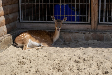 Resting fallow deer fawn in sandy enclosure with fence