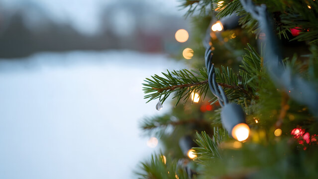 Closeup of pine branch with Christmas lights, water droplet on needle, blurred snowy background, festive winter scene, cold outdoor bokeh.