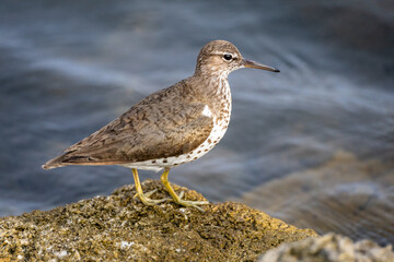 Spotted Sandpiper