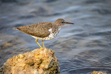 Spotted Sandpiper on Rock