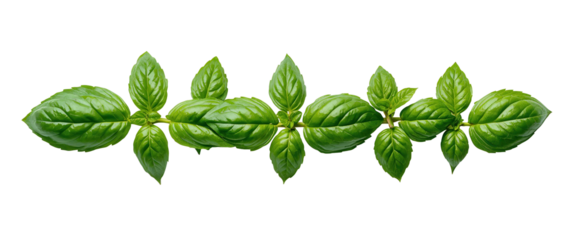 A vibrant sprig of fresh, green basil leaves arranged symmetrically, ready for the kitchen.