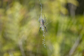 Orb Weaver