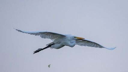 Great Egret in Flight
