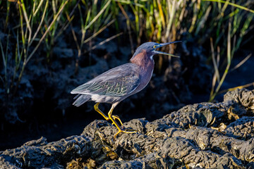 Calling Green Heron