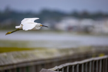 Flight of the Snowy Egret