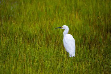 Snowy Egret in Salt Marsh