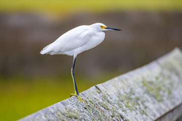 Snowy Egret Sitting on Boardwalk