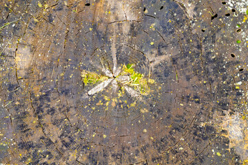 Texture of old tree stump