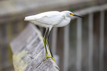 Snowy Egret on Boardwalk