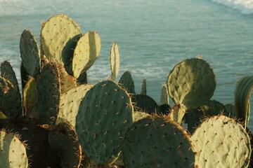 Green flat cactuses pod during sunset golden hour at tourmaline beach san diego california