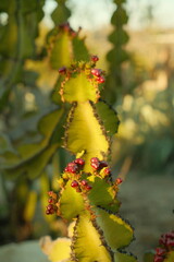 Close up of flowering green cactus plant in san diego california