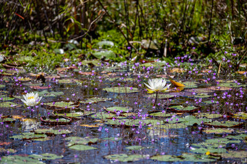 White Water Lilies and Tiny Blue Flowers