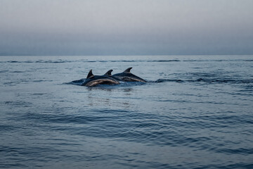 Fototapeta premium un gruppo di delfini nuotano e saltano a pelo d'acqua nelle acque a largo del golfo di Taormina, in provincia di Messina, in un pomeriggio d'estate