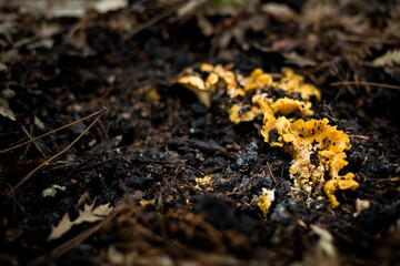 funghi gialli, gallinacci, che nascono da terreno tra sabbia vulcanica e terriccio, in un bosco ai piedi dell'Etna, catania.