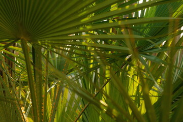 Beautiful green mexican californian fan palm tree (washingtonia) leaves basked in sunlight during golden hour